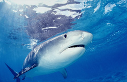 Tiger Shark (Galeocerdo cuvier) Observing Young Laysan Albatross at the Water Surface