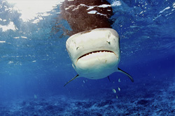 A majestic Tiger shark (Galeocerdo cuvier) in its natural habitat