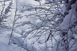 Idyllic winter landscape with snow-covered trees in Mittenwald, Bavaria, Germany