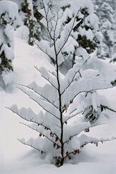 Idyllic little beech tree in winter in Mittenwald, Bavaria, Germany