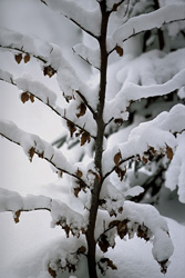 Idyllic Snowy Small Beech Tree in Mittenwald, Bavaria - Winter Landscape
