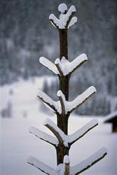 Lonely snowy tree in idyllic winter landscape of Mittenwald, Bavaria