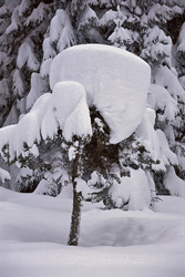 Winter Landscape with Snow-Covered Fir Tree in Mittenwald, Bavaria: Serene Beauty of Nature in Winter