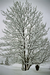 Lonely tree in the winter forest of Mittenwald, Bavaria, Germany