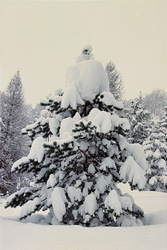 Majestic snow-covered fir tree in wintry Mittenwald, Bavaria