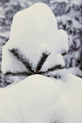 Majestic pine tree in deep snow in Mittenwald, Bavaria, Germany