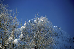 Fascinating Birches in the Snowy Mittenwald, Bavaria, Germany