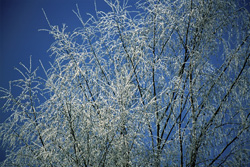 Majestic icy birches in the winter forest of Mittenwald, Bavaria - Nature photography