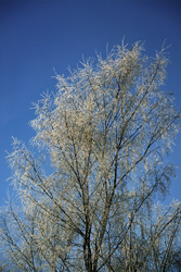 Majestic icy birch in wintry Mittenwald, Bavaria