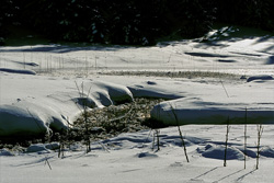 Magical Winter Moorland: Pure Natural Spectacle!