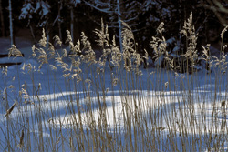 Romantic Sunset at the Highland Moor in Winter