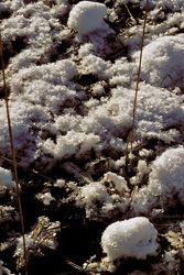 Turbera idílica en invierno - Panorama natural en Alemania