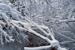 Idyllic Winter Landscape by the Stream in Bavaria