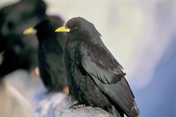 Photography of fascinating mountain jackdaws in the Bavarian Alps