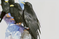Mountain Jackdaw