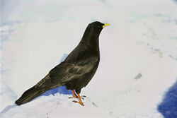 Discover the Fascinating Mountain Jackdaw in Bavaria