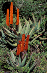 Découvrez l'Aloe Ferox fascinante dans son environnement naturel