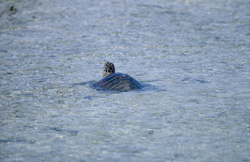 A breathtaking Green Sea Turtle (Chelonia mydos) in its natural habitat