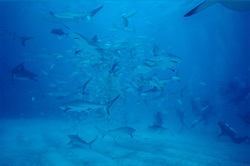Magical Moments: Caribbean Reef Sharks and Divers in Action at the Shark Rodeo
