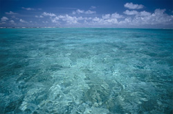Durch das glasklare Wasser der Lagune im entlegenen Midway Atoll wird der Meeresboden sichtbar