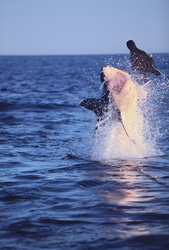 Spectacular Encounter: A breaching Great White Shark near Seal Island