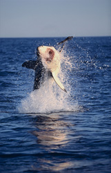 A majestic Great White Shark breaches out of the water at Seal Island