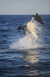 A gigantic Great White Shark breaches out of the water near Seal Island
