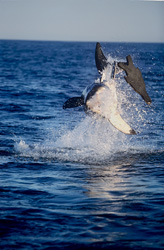 Unexpected Attack: Great White Shark Breaches from the Water