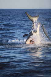 With its throat wide open and with a tremendous splash the 'flying Great White Shark' finished its jump