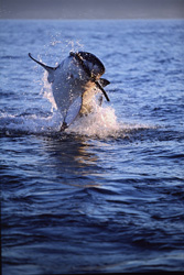 Majestic Great White Shark leaping out of the water near Seal Island