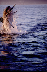 Ein springender Weißer Hai (Carcharodon carcharias) in der False Bay kurz bevor die Sonne im Meer versinkt.
