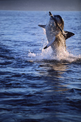 Suddenly, a Huge and Very Heavy Body Rockets Out of the Water