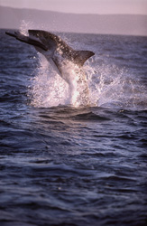 Plötzlich schießt ein riesiger, tonnenschwerer Körper aus dem Wasser. Im Maul hält der Weiße Hai (Carcharodon carcharias) Koekie, unsere Robben-Attrappe.