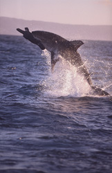 A Fascinating Sight: The Great White Shark in Action