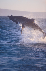 Fascinating Attack of a Great White Shark near Seal Island