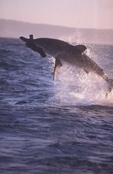 Urploetzlich schießt ein riesiger, tonnenschwerer Koerper aus dem Wasser. Im Maul haelt der Weiße Hai (Carcharodon carcharias) Koekie, unsere Robben-Attrappe.