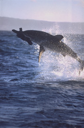 Urploetzlich schießt ein riesiger, tonnenschwerer Koerper aus dem Wasser. Im Maul haelt der Weiße Hai (Carcharodon carcharias) Koekie, unsere Robben-Attrappe.