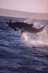 Urploetzlich schießt ein riesiger, tonnenschwerer Koerper aus dem Wasser. Im Maul haelt der Weiße Hai (Carcharodon carcharias) Koekie, unsere Robben-Attrappe.