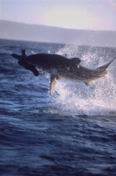 Urploetzlich schießt ein riesiger, tonnenschwerer Koerper aus dem Wasser. Im Maul haelt der Weiße Hai (Carcharodon carcharias) Koekie, unsere Robben-Attrappe.