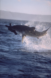 Urploetzlich schießt ein riesiger, tonnenschwerer Koerper aus dem Wasser. Im Maul haelt der Weiße Hai (Carcharodon carcharias) Koekie, unsere Robben-Attrappe.