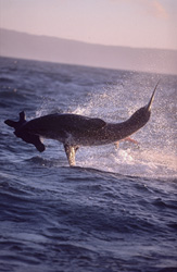 Urploetzlich schießt ein riesiger, tonnenschwerer Koerper aus dem Wasser. Im Maul haelt der Weiße Hai (Carcharodon carcharias) Koekie, unsere Robben-Attrappe.
