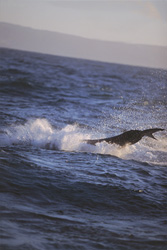 Fascinating Great White Shark breaching in False Bay