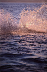 Ein imposanter Weißer Hai springt in der Abenddämmerung aus dem Wasser auf Seal Island, Südafrika