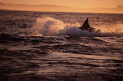 Weiße Haie patrouillieren am spaeten Nachmittag an der Grenze zum tiefen Wasser vor Seal Island in der Naehe von Kapstadt. Wie eine Rakete schießen sie empor, um an der Wasseroberflaeche schwimmende Robben zu erbeuten.