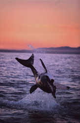 Majestic great white shark breaches in front of Seal Island, South Africa