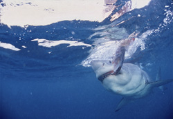 The bite of the Great White Shark is feared and impressive