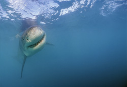 Fascinating Great White Shark with impressive jaws off the picturesque coast of South Africa