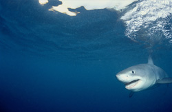Fascinating Sight: Baby Great White Shark off the Coast of South Africa