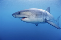 468 shark species known - The Great White Shark in the spotlight