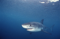Captivating Sight: The life of an attentive Baby Great White Shark off Gansbaai
